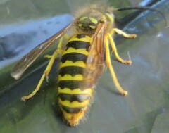 Vespula flavopilosa