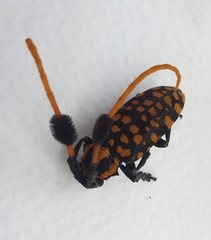 Aristobia approximator