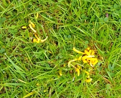 Clavulinopsis helvola