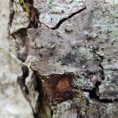 Hysterium angustatum