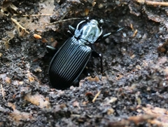 Pterostichus niger