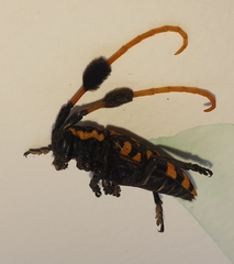 Aristobia approximator