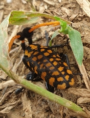 Aristobia approximator