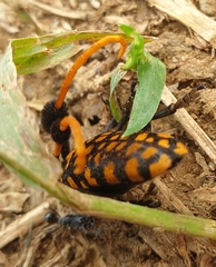 Aristobia approximator