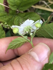 Rubus caesius