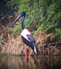 Ephippiorhynchus asiaticus