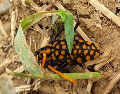 Aristobia approximator