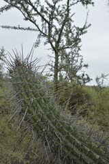 Trichocereeae