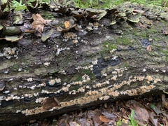 Radulomyces