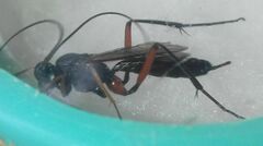 Ichneumonidae