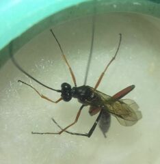 Ichneumonidae