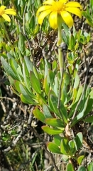 Othonna coronopifolia