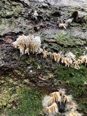 Radulomyces