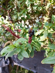 Phytolacca