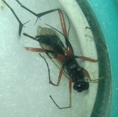 Ichneumonidae