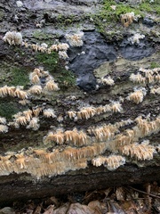 Radulomyces