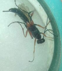 Ichneumonidae