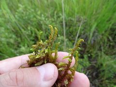 Scorpidium scorpioides