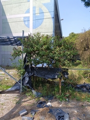 Phytolacca