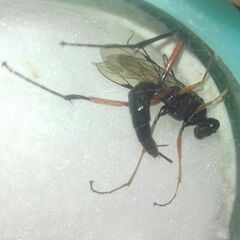 Ichneumonidae