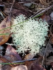Cladonia evansii