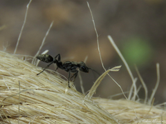 Pseudomyrmex