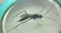 Ichneumonidae