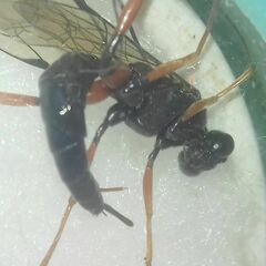 Ichneumonidae