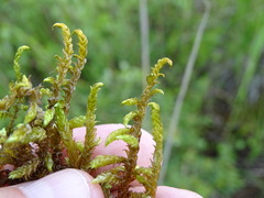 Scorpidium scorpioides
