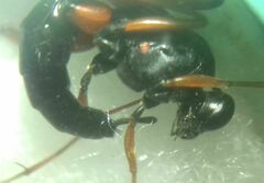 Ichneumonidae