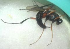 Ichneumonidae