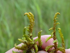 Scorpidium scorpioides