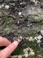 Radulomyces