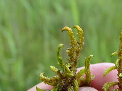 Scorpidium scorpioides