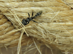Pseudomyrmex