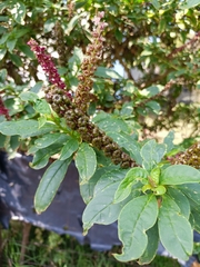 Phytolacca