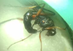 Ichneumonidae