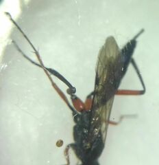 Ichneumonidae