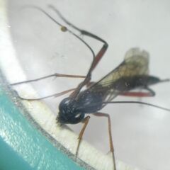 Ichneumonidae