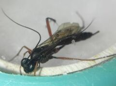 Ichneumonidae