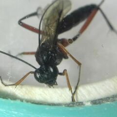 Ichneumonidae