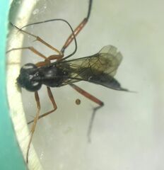 Ichneumonidae