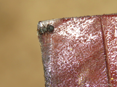 Cephalotes pusillus
