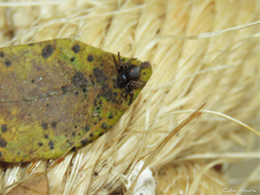 Strophius albofasciatus