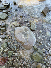 Pectinatella magnifica