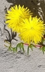 Lampranthus explanatus