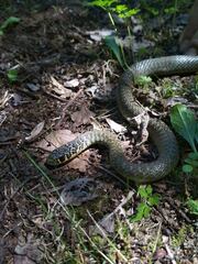 Hierophis viridiflavus
