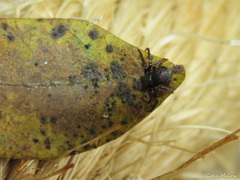 Strophius albofasciatus