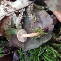 Lactarius cyathuliformis