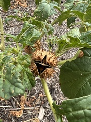 Datura